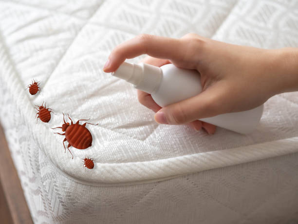 Best Ant Control Services  in New Richmond, WI