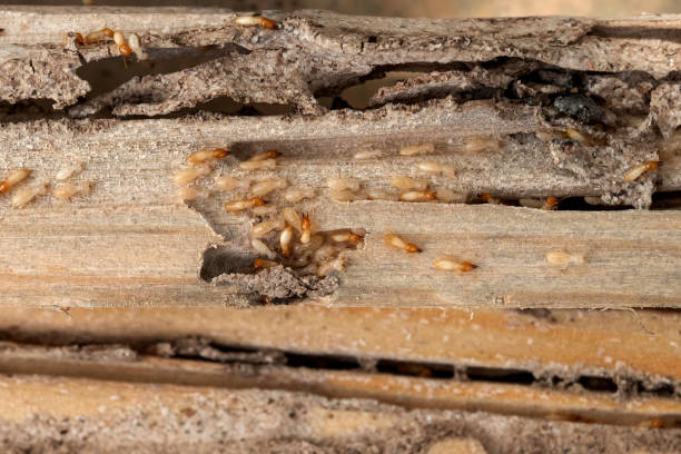 Best Pest Control Treatment  in New Richmond, WI